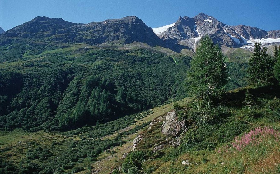 Nature forest mountain