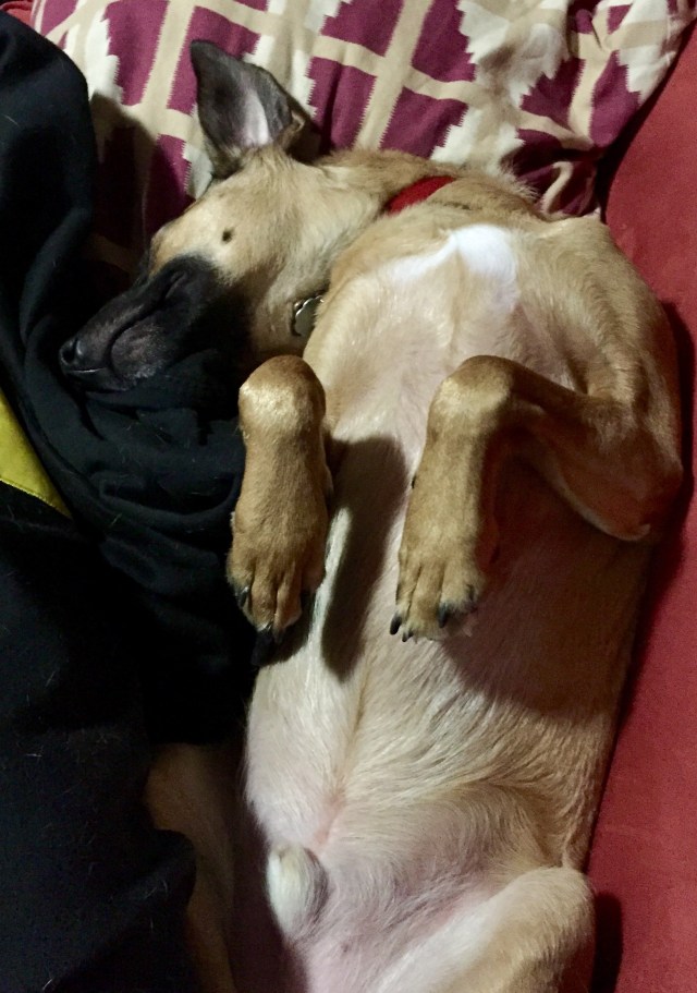 Ziggy dog sleeping belly up